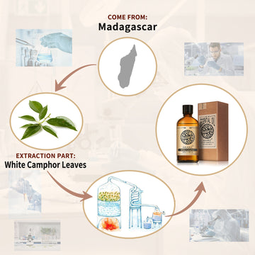 White Camphor Essential Oil AKARZ Natural And Pure (30ML 100ML )